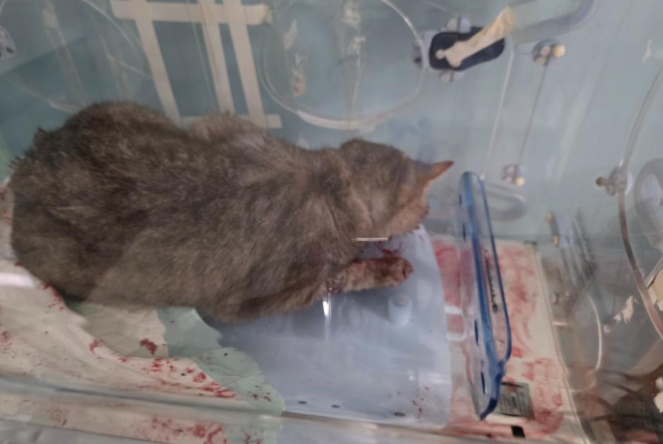 Discovery alert Cat Female Villefontaine France Discovery alert Cat Female Villefontaine France