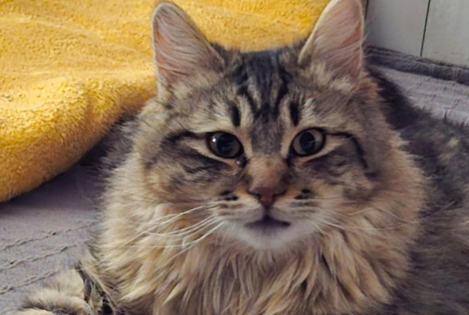 Alerta de Desaparición Gato cruce Macho , 1 años Bourgoin-Jallieu Francia Alerta de Desaparición Gato cruce Macho , 1 años Bourgoin-Jallieu Francia