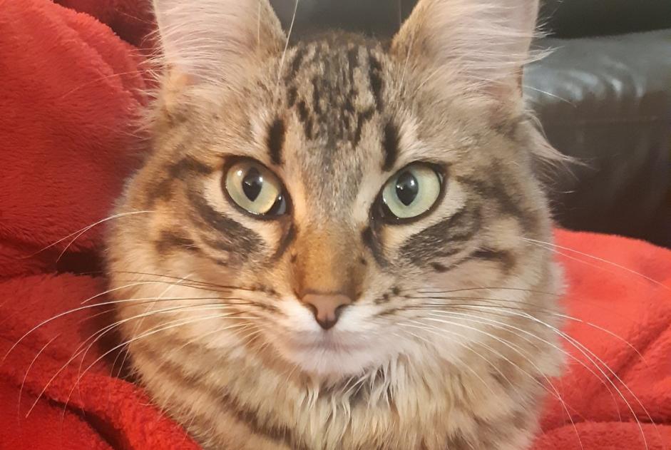 Alerte Disparition Chat croisement  Mâle , 3 ans Theys France