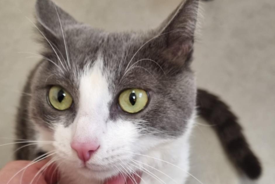 Alerte Disparition Chat Mâle , 5 ans Le Cheylas France