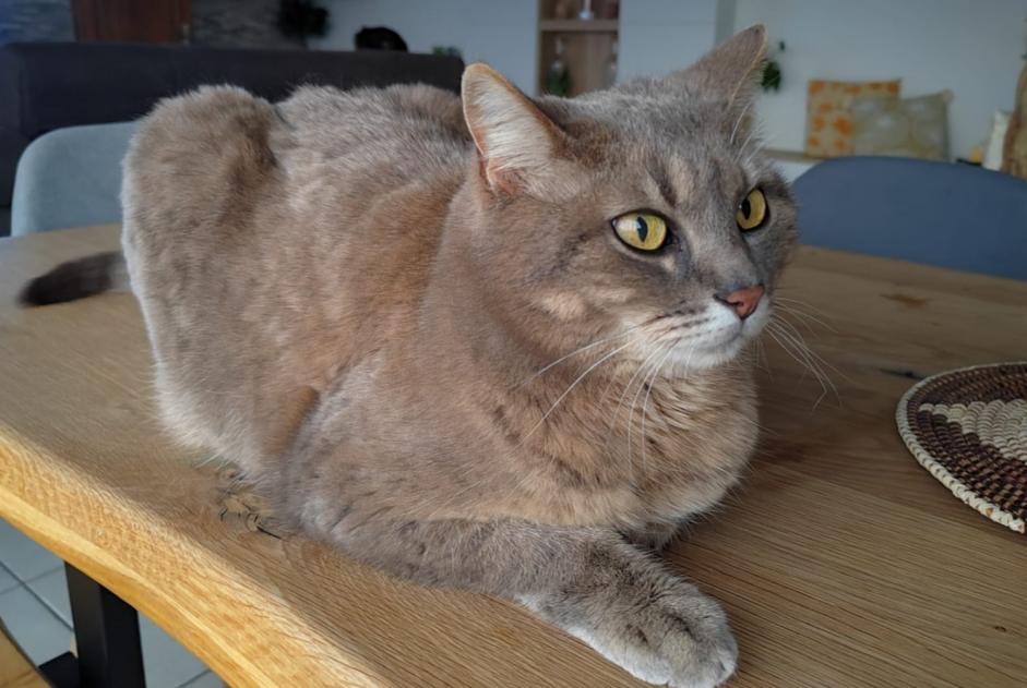 Alerte Disparition Chat croisement  Femelle , 16 ans Seyssinet-Pariset France