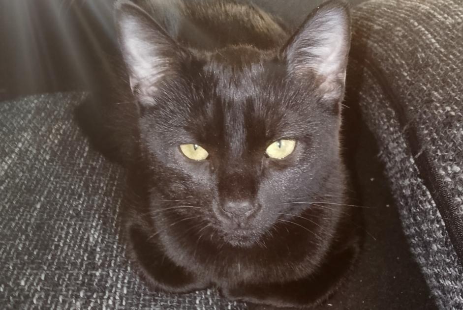 Alerte Disparition Chat  Mâle , 1 ans Grenoble France