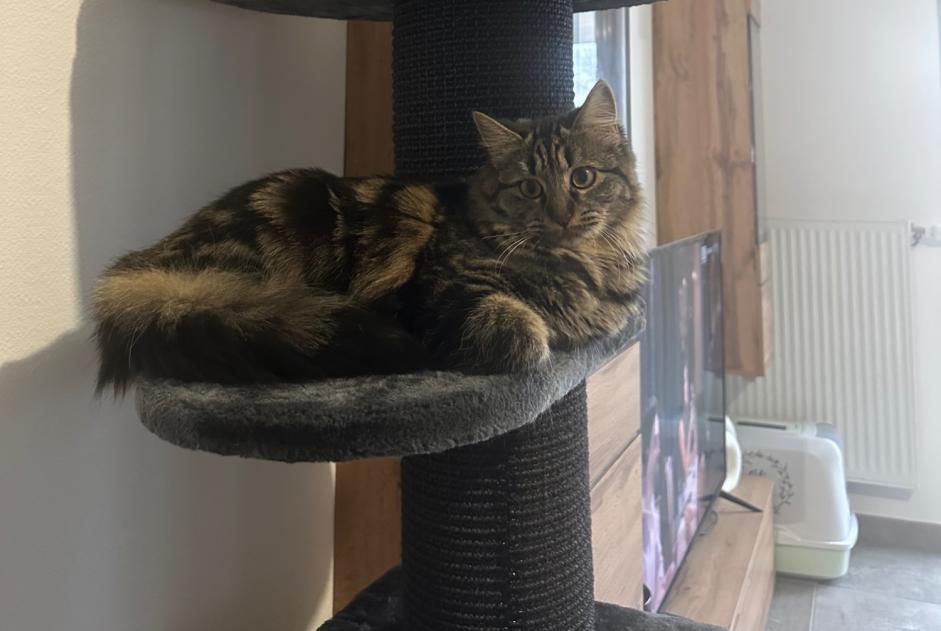 Alerte Disparition Chat croisement  Femelle , 1 ans Bourgoin-Jallieu France