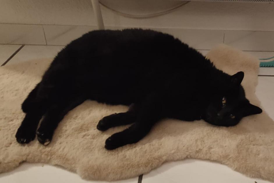 Alerte Disparition Chat croisement Mâle , 14 ans Saint-Paul-de-Varces France Alerte Disparition Chat croisement Mâle , 14 ans Saint-Paul-de-Varces France