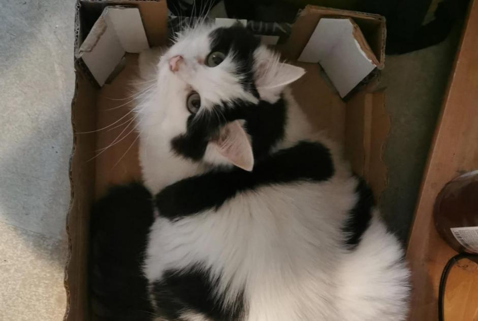 Alerte Disparition Chat Femelle , 2 ans Lans-en-Vercors France Alerte Disparition Chat Femelle , 2 ans Lans-en-Vercors France
