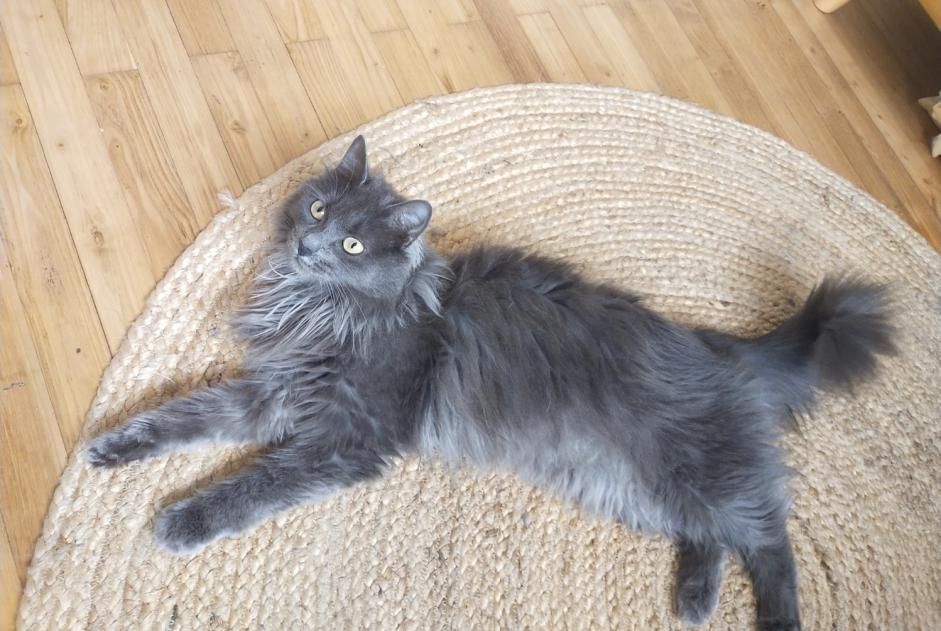 Alerte Disparition Chat croisement  Femelle , 2 ans Saint-Maurice-l'Exil France