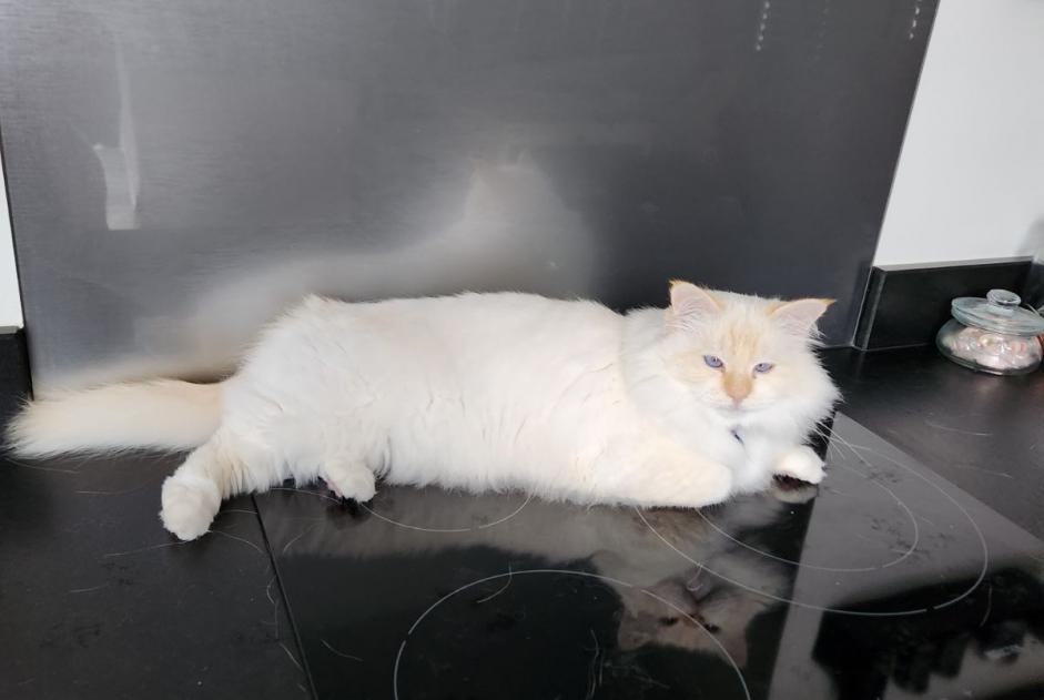 Alerte Disparition Chat Mâle , 8 ans Seyssins France Alerte Disparition Chat Mâle , 8 ans Seyssins France