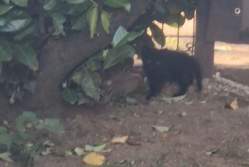 Alerte Découverte Chat Inconnu Saint-Quentin-Fallavier France Alerte Découverte Chat Inconnu Saint-Quentin-Fallavier France