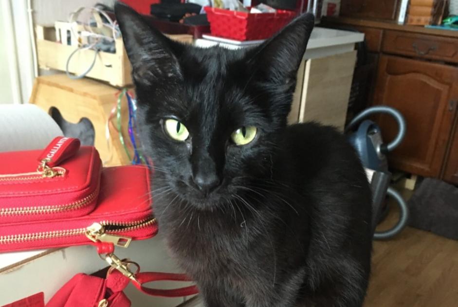 Alerte Disparition Chat Femelle , 5 ans Tignieu-Jameyzieu France Alerte Disparition Chat Femelle , 5 ans Tignieu-Jameyzieu France