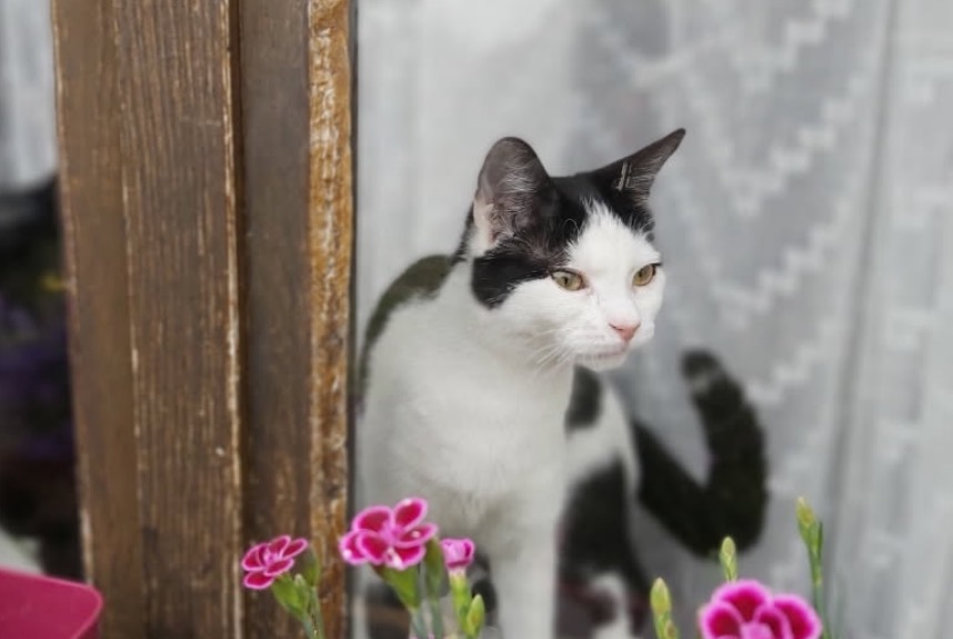 Alerte Disparition Chat Femelle , 5 ans Tignieu-Jameyzieu France Alerte Disparition Chat Femelle , 5 ans Tignieu-Jameyzieu France