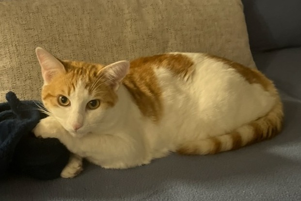 Alerte Disparition Chat croisement  Mâle , 1 ans Corenc France