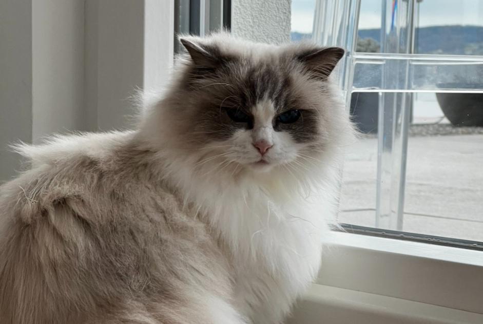 Avviso scomparsa Gatto Femmina , 6 anni Villefontaine Francia Avviso scomparsa Gatto Femmina , 6 anni Villefontaine Francia