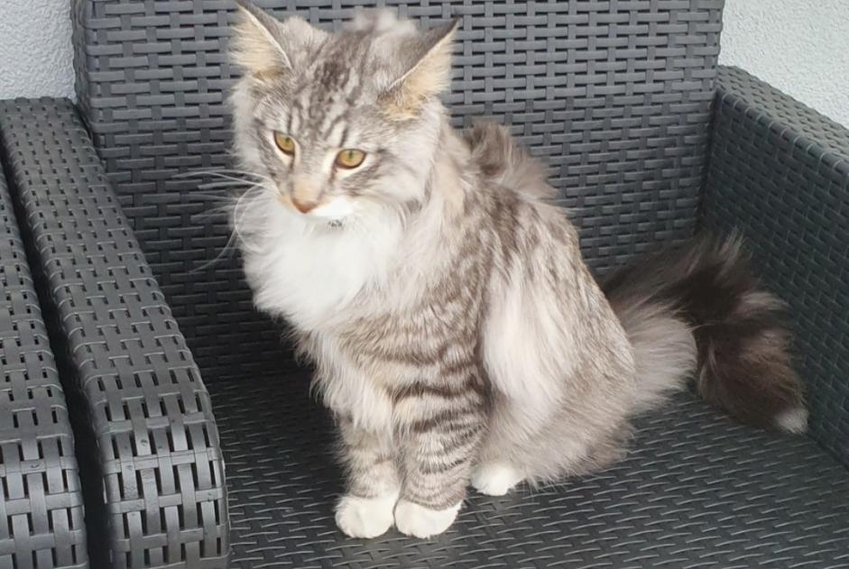 Avviso scomparsa Gatto  Femmina , 1 anni Échirolles Francia