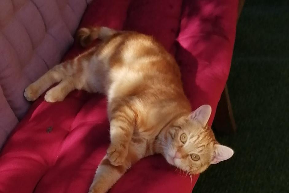 Verdwijningsalarm Kat Mannetje , 2 jaar Sonnay Frankrijk Verdwijningsalarm Kat Mannetje , 2 jaar Sonnay Frankrijk